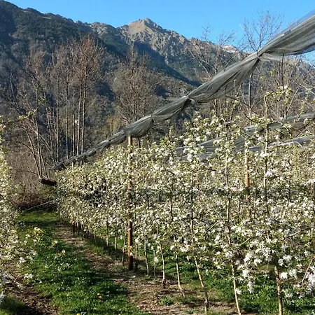 Borda Pinana Alpehytte Anciles