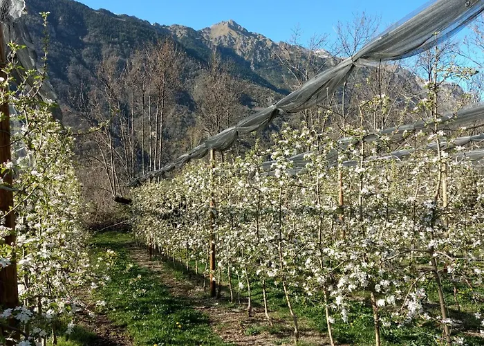 Borda Pinana Alpesi faház Anciles