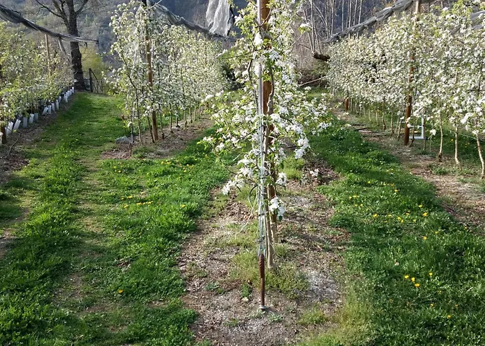 Borda Pinana * Anciles